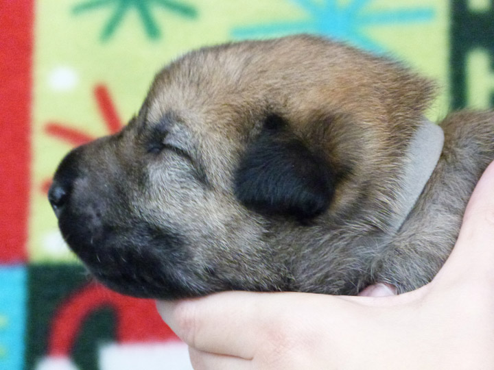 chinook puppy